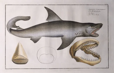 White Shark: pub. by Black, c.1790